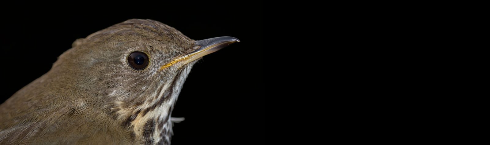 Close-up of a Bicknell's Thrush, isolated on black background. Photo credit Kent McFarland.